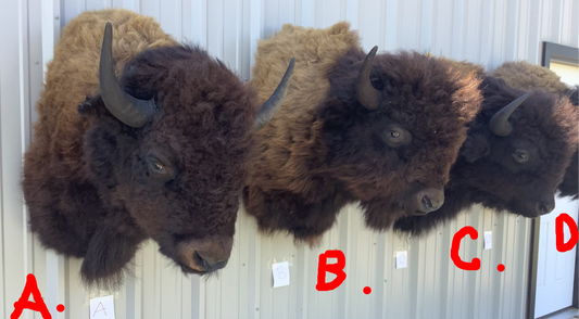Bison Shoulder Mounts - exceptionally nice!