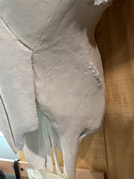 3 times lifesize bison bull skull - the Really Big Guy -