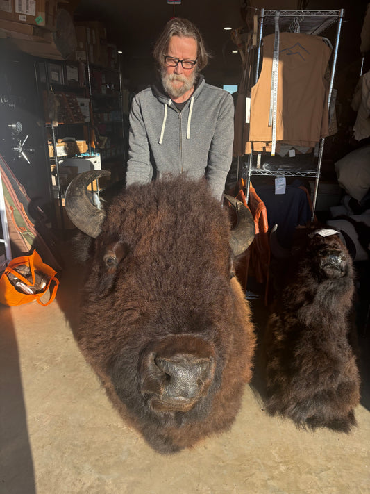 Bison Shoulder Mounts - exceptionally nice!