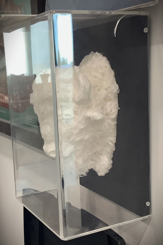 Buffalo Head