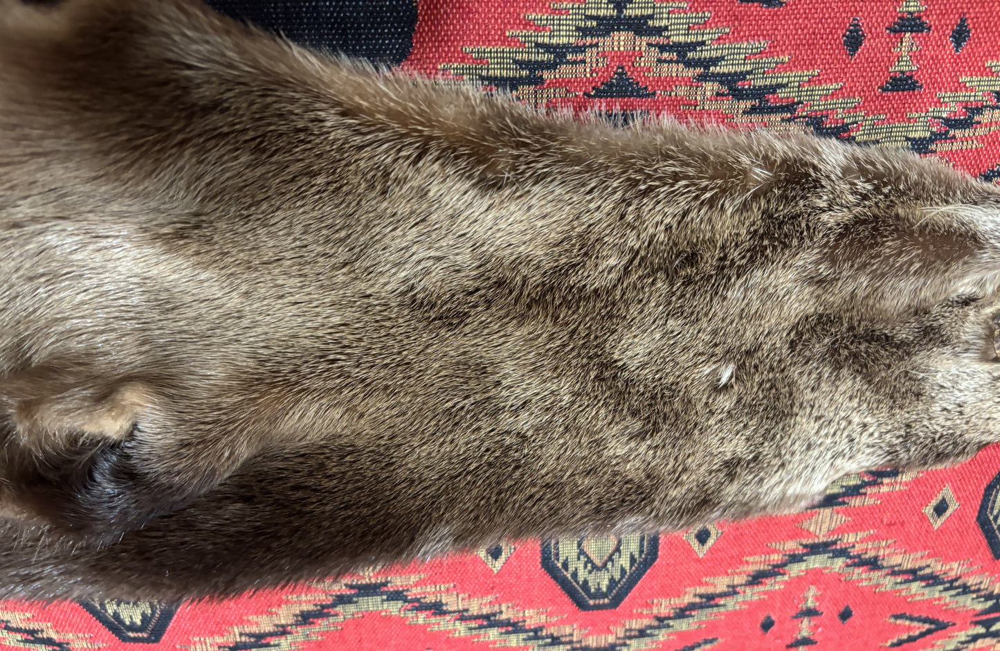 River Otter Pelt