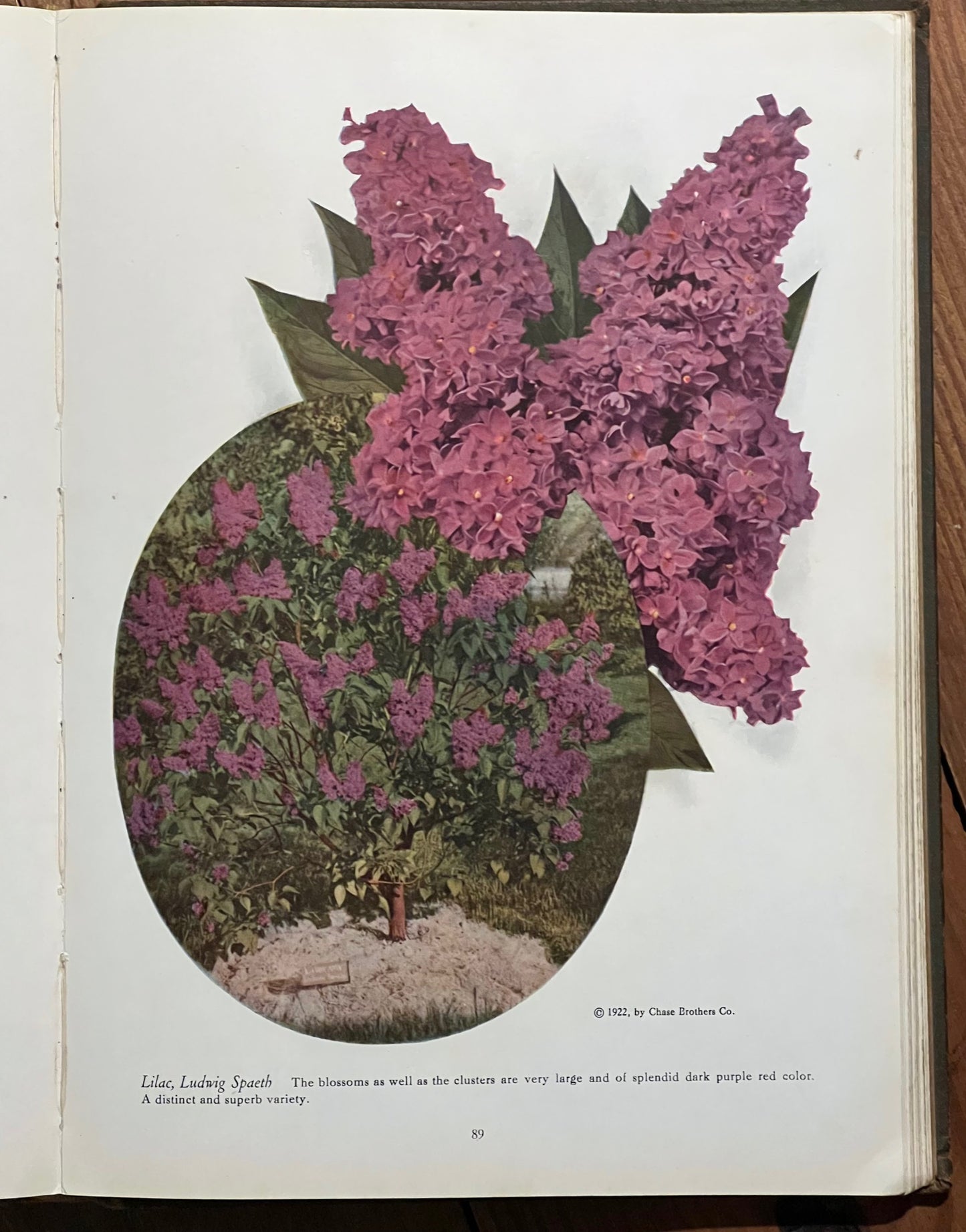 BOOKS - "Chase Fruit and Flowers In Natural Colors" 1922