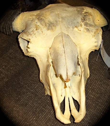 Bull Bison Skull