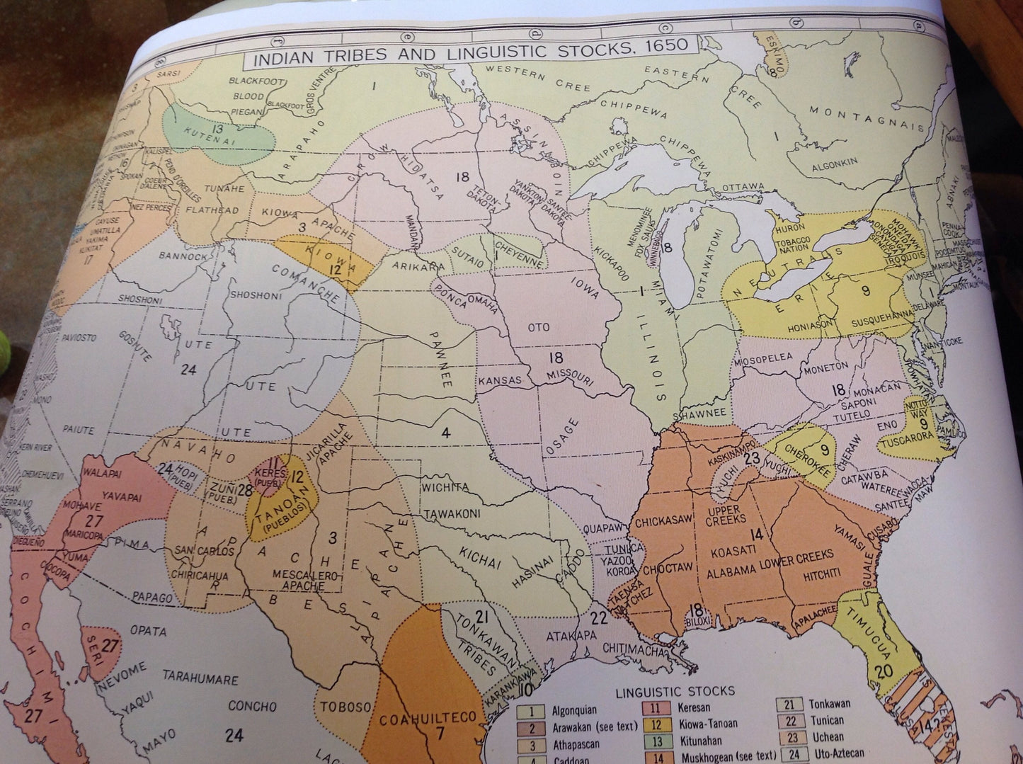 The "Grab" Bag - Bison print collection