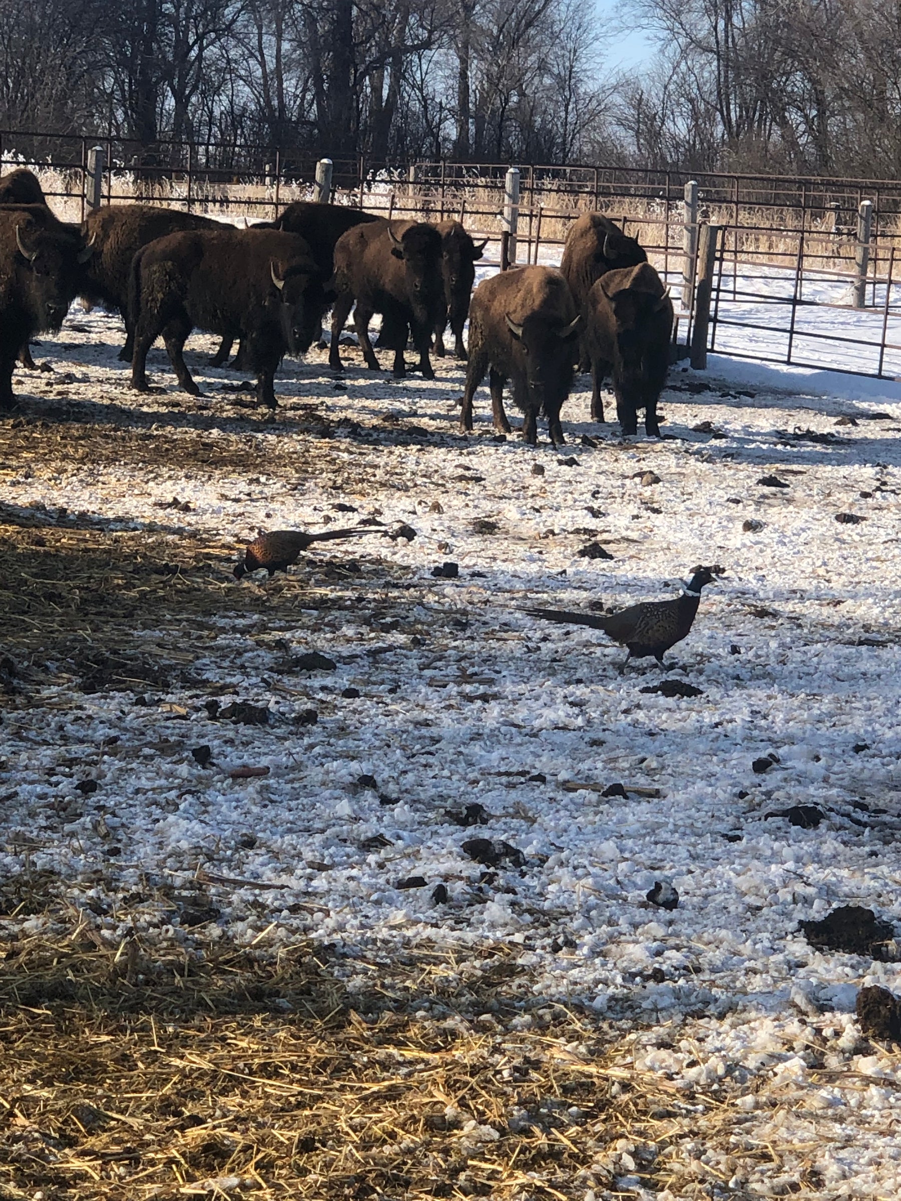 South Dakota bison, Pheasants and Friends