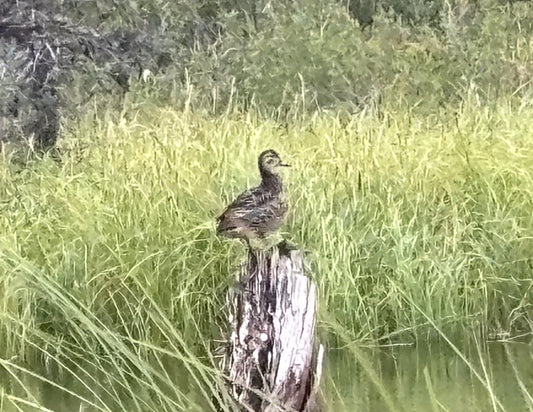 Alaska 2025 - Part 2