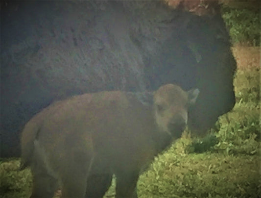 Just a bit of news ....