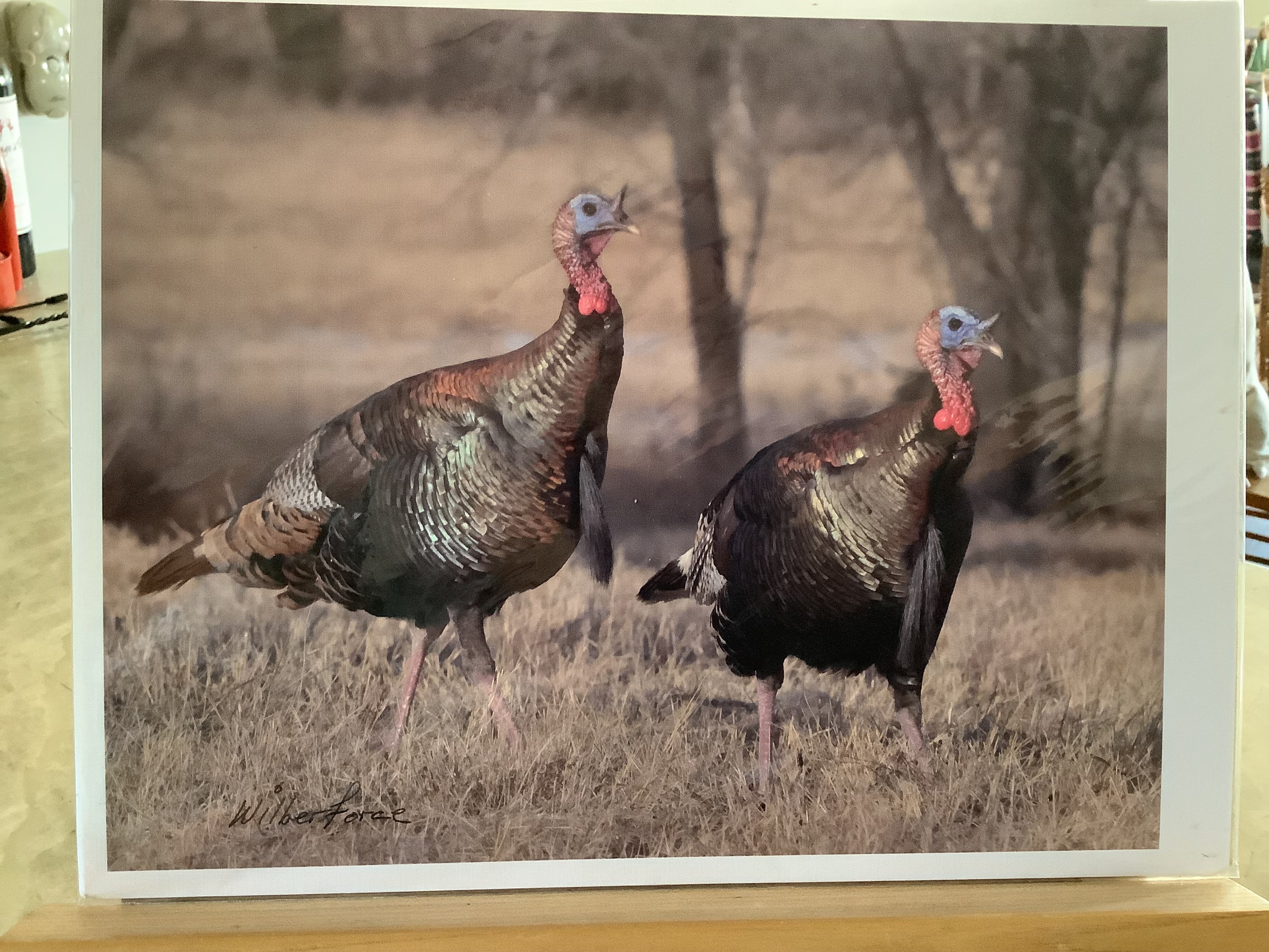 The Third set of  Dick Wilberforce Wildlife grouping ... more cheaper yet unframed prints