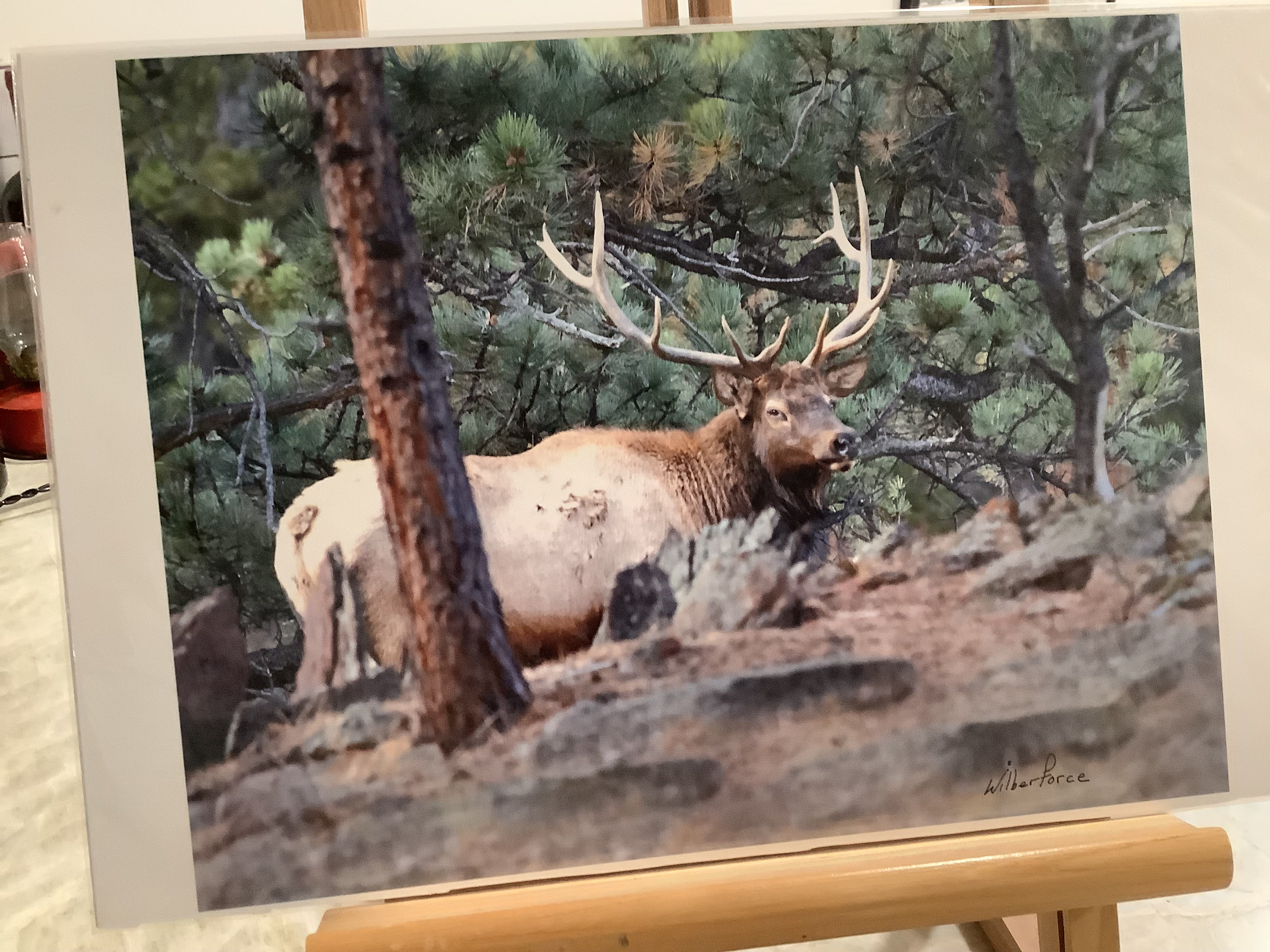 The Second Dick Wilberforce Wildlife grouping ... these unframed prints (with our usual $5.95 flat rate shipping)