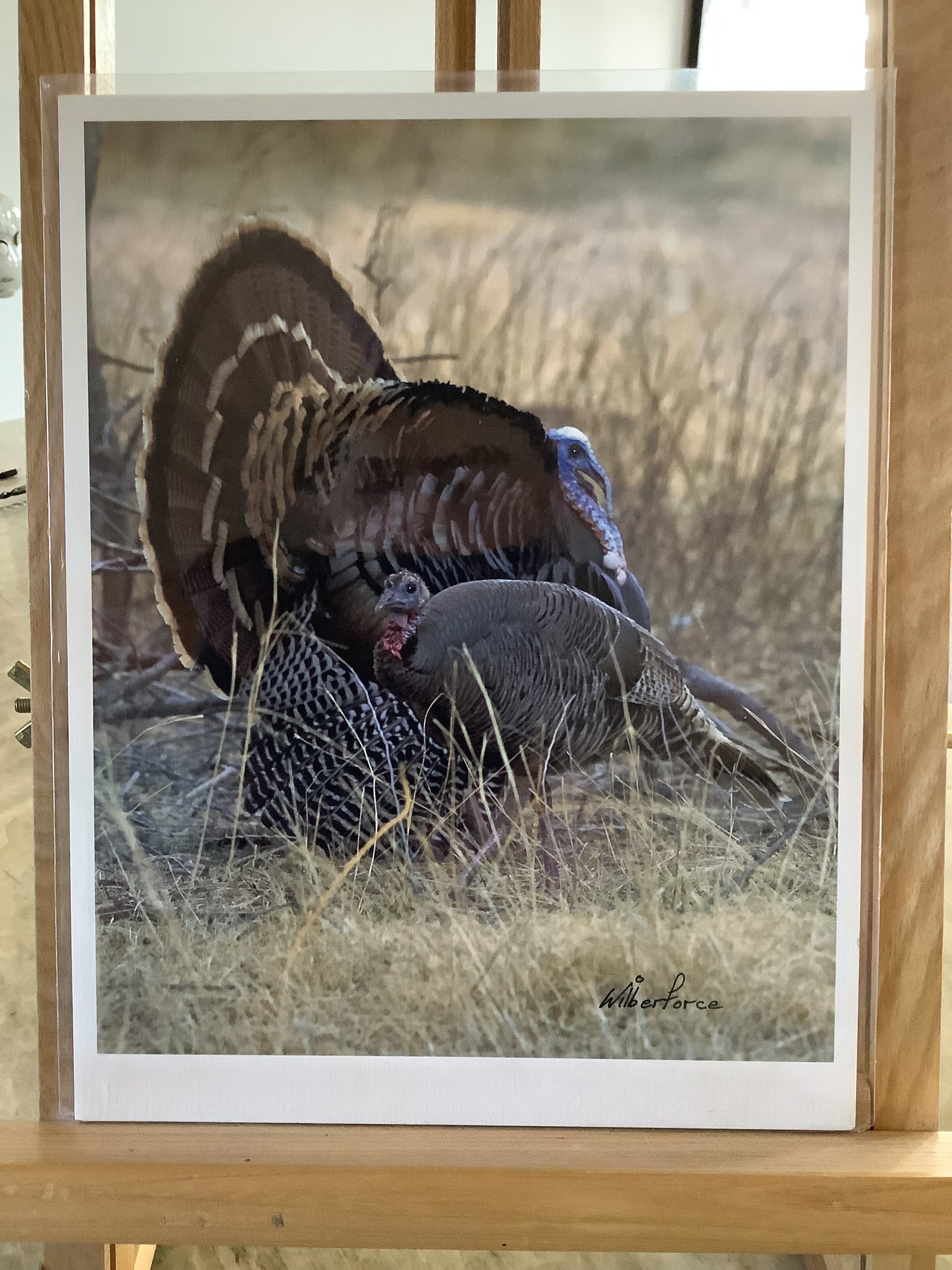 The Third set of  Dick Wilberforce Wildlife grouping ... more cheaper yet unframed prints