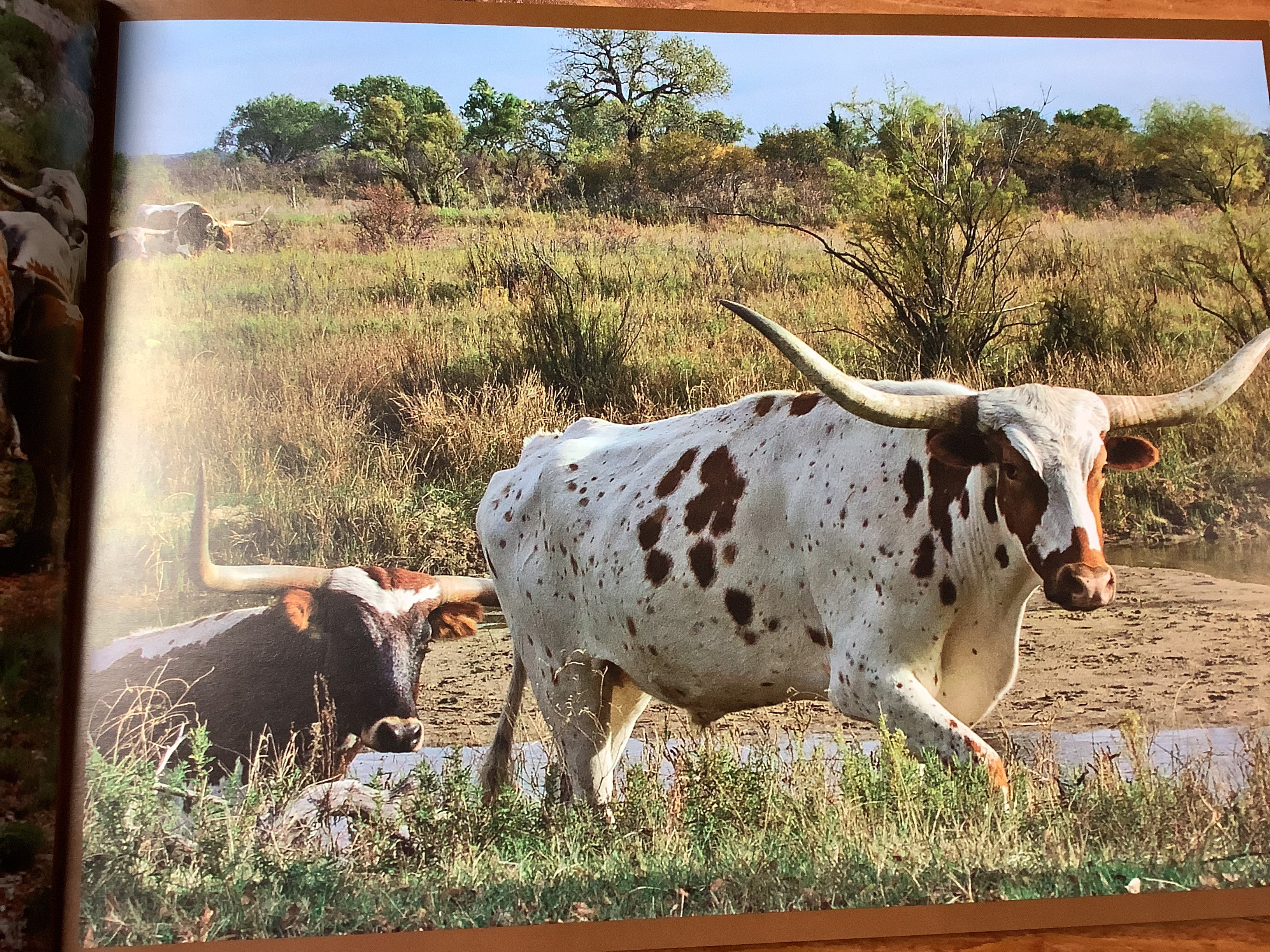 BOOKS - "Welcome to the World of the Longhorn" - a photographers essay