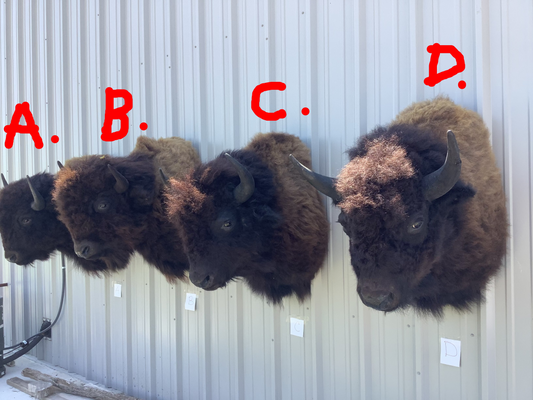 Bison Shoulder Mounts - exceptionally nice!