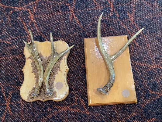 Deer Horn Plaques - small