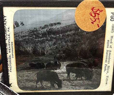 Magic Lantern glass slides