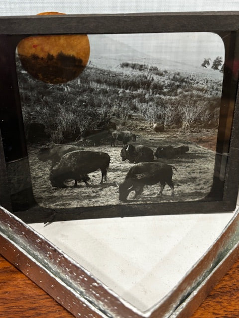 Magic Lantern glass slides