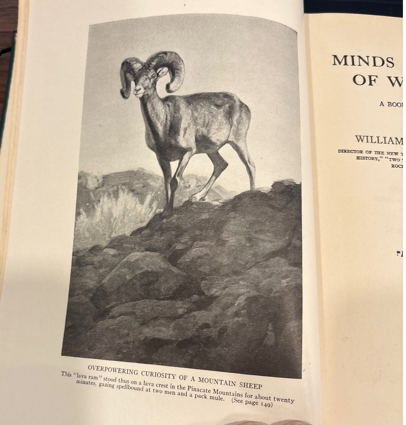 BOOKS - The Minds and Manners of Wild Animals