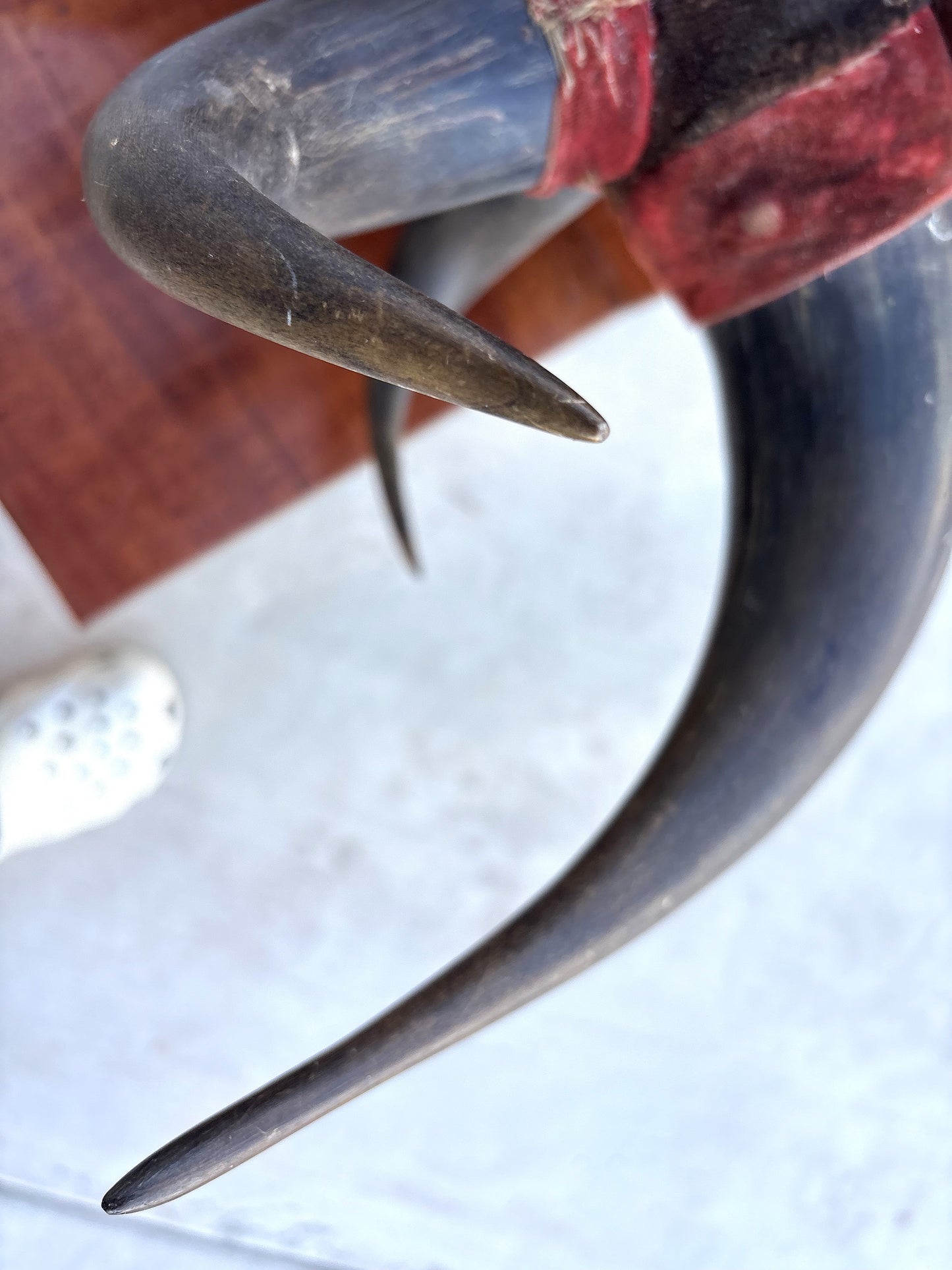 Historic - Antique Bison Horn Hat/Coat/Gun rig Rack