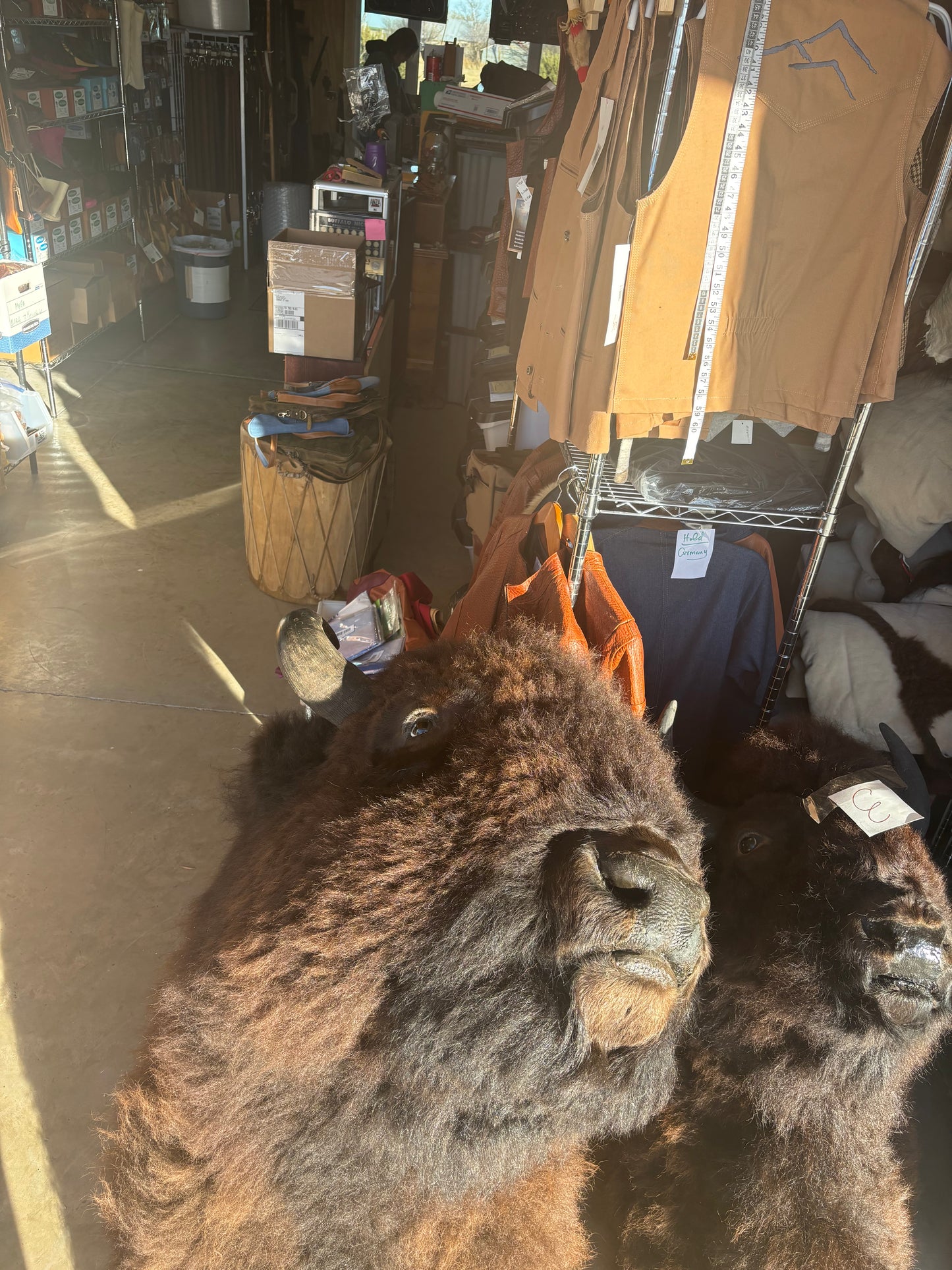 Bison Shoulder Mounts - exceptionally nice!