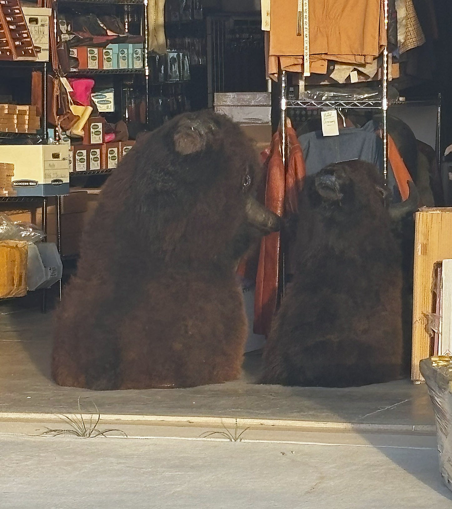 Bison Shoulder Mounts - exceptionally nice!