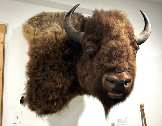 Bison Shoulder Mounts - exceptionally nice!