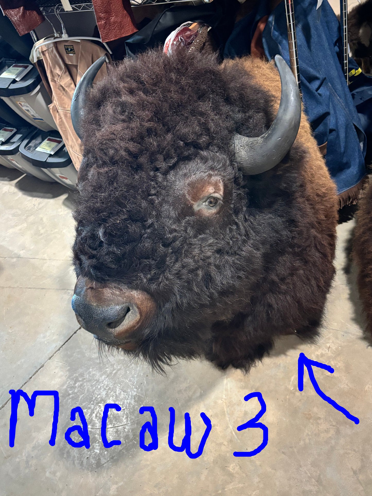 Bison Shoulder Mounts - exceptionally nice!