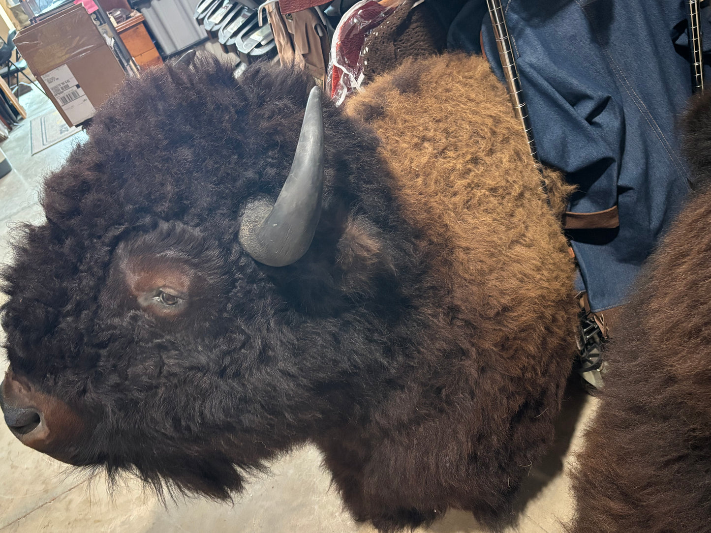Bison Shoulder Mounts - exceptionally nice!