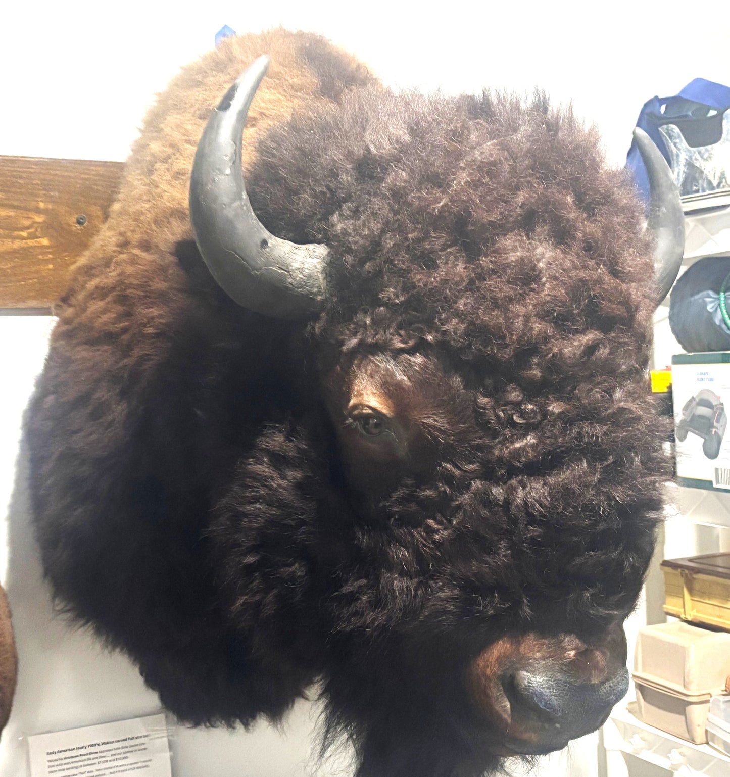 Bison Shoulder Mounts - exceptionally nice!