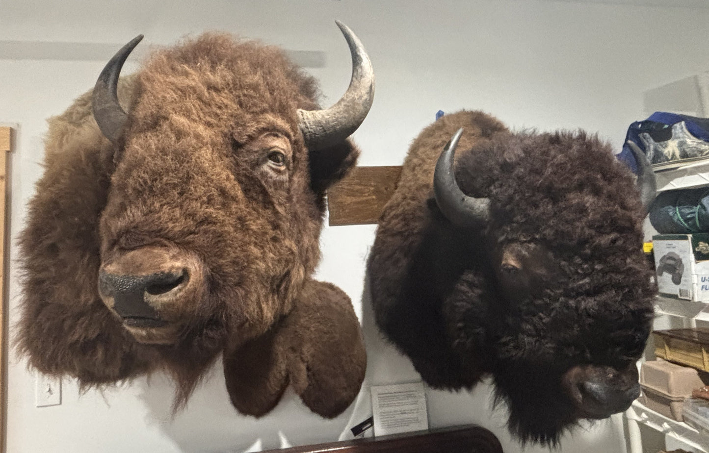 Bison Shoulder Mounts - exceptionally nice!
