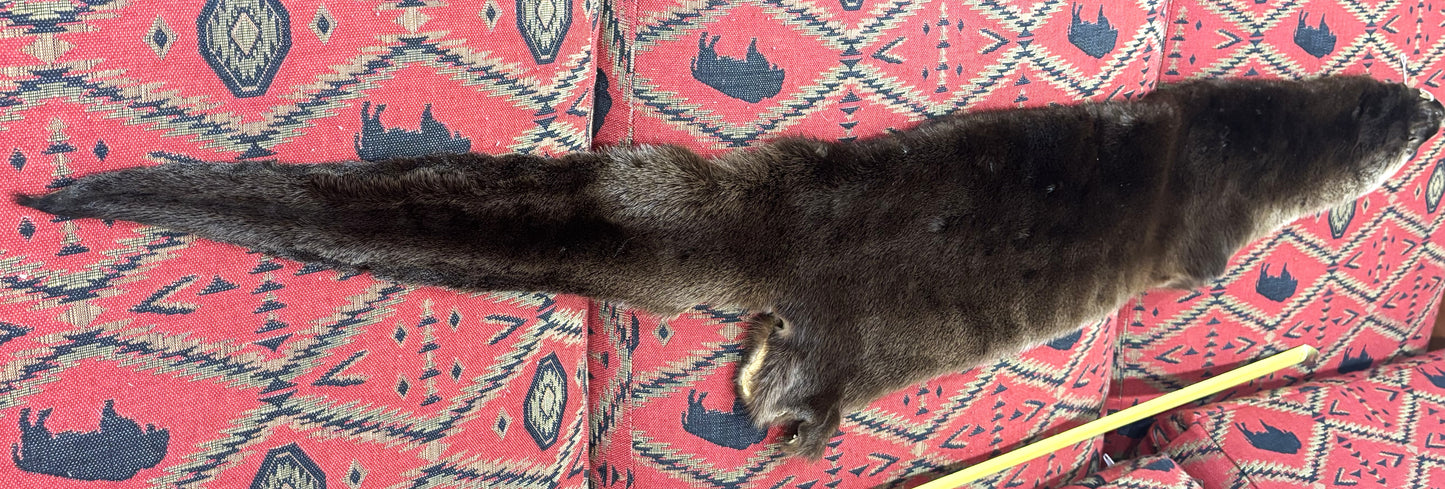 River Otter Pelt