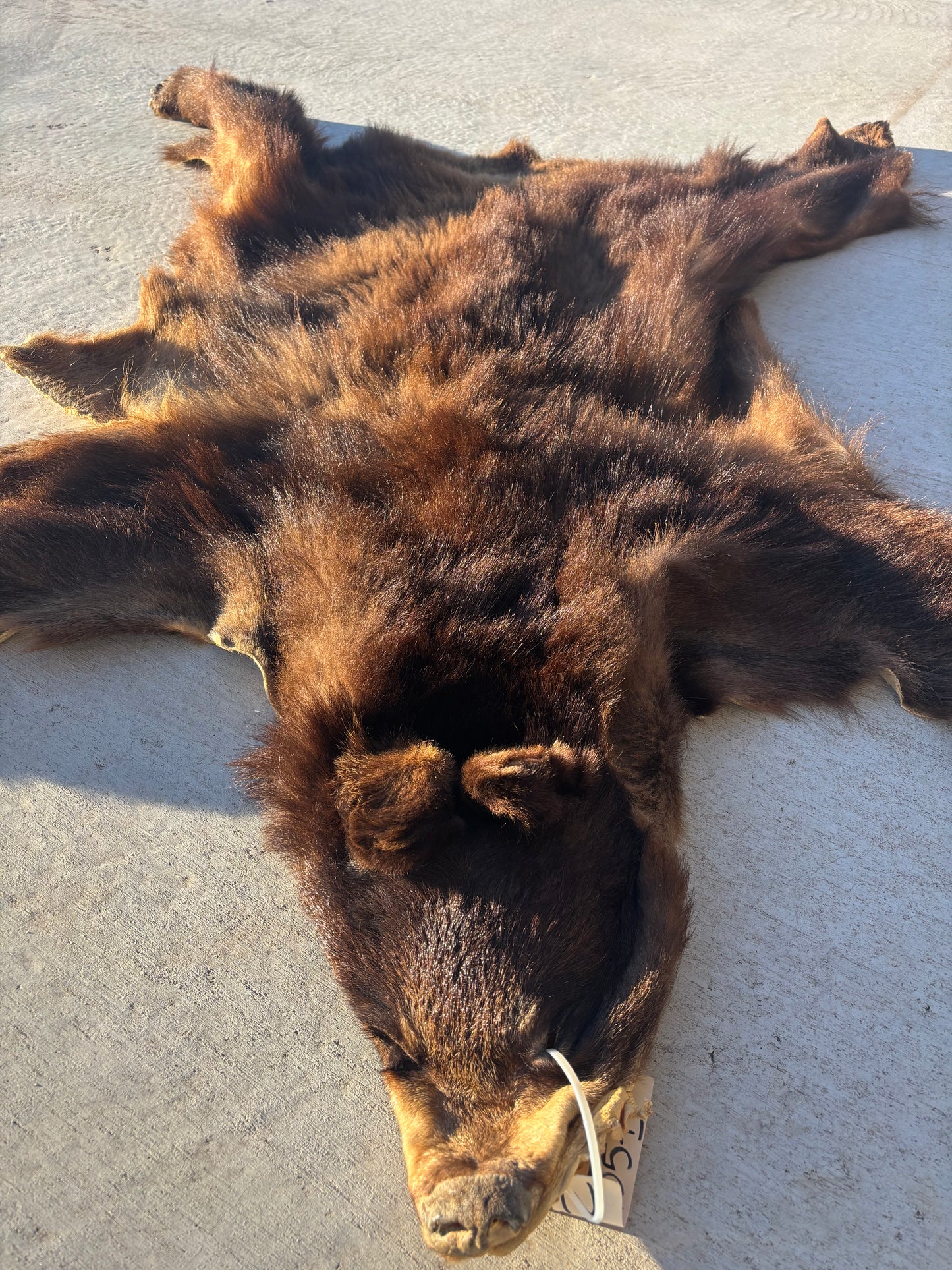 Brown/Cinnamon Phase Black Bear pelt
