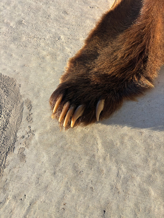 Brown/Cinnamon Phase Black Bear pelt