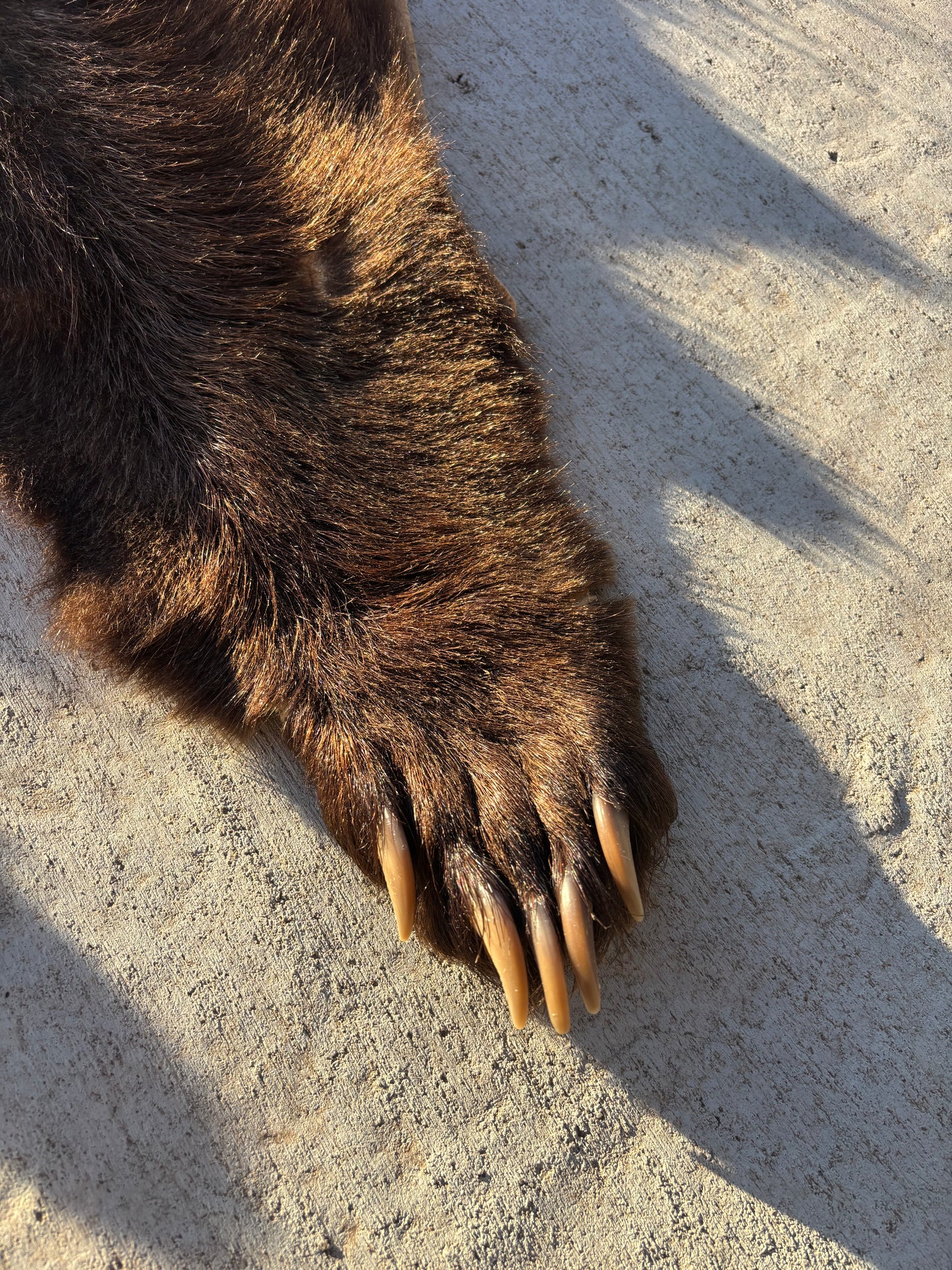 Brown/Cinnamon Phase Black Bear pelt