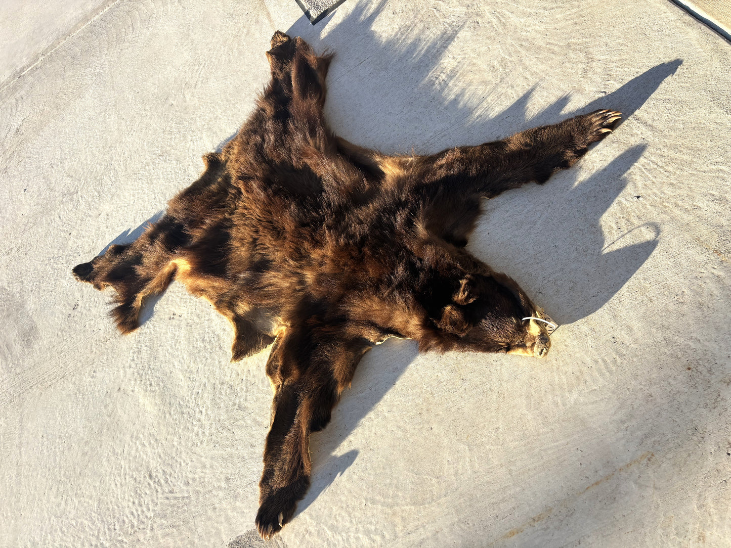 Brown/Cinnamon Phase Black Bear pelt