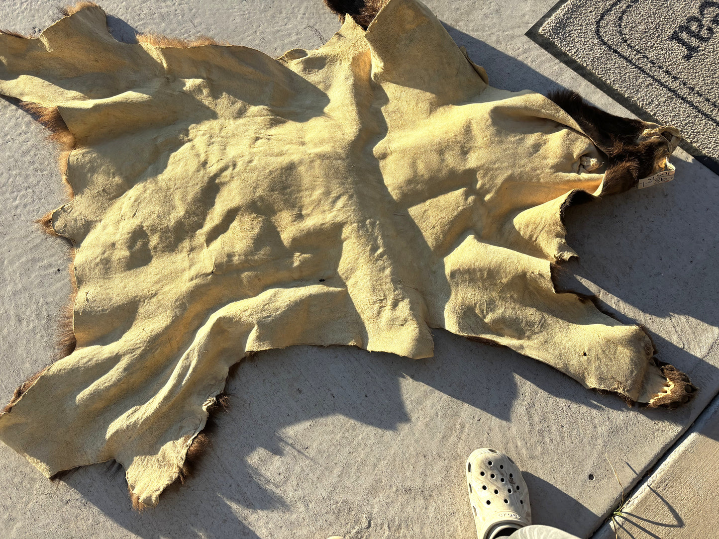 Brown/Cinnamon Phase Black Bear pelt