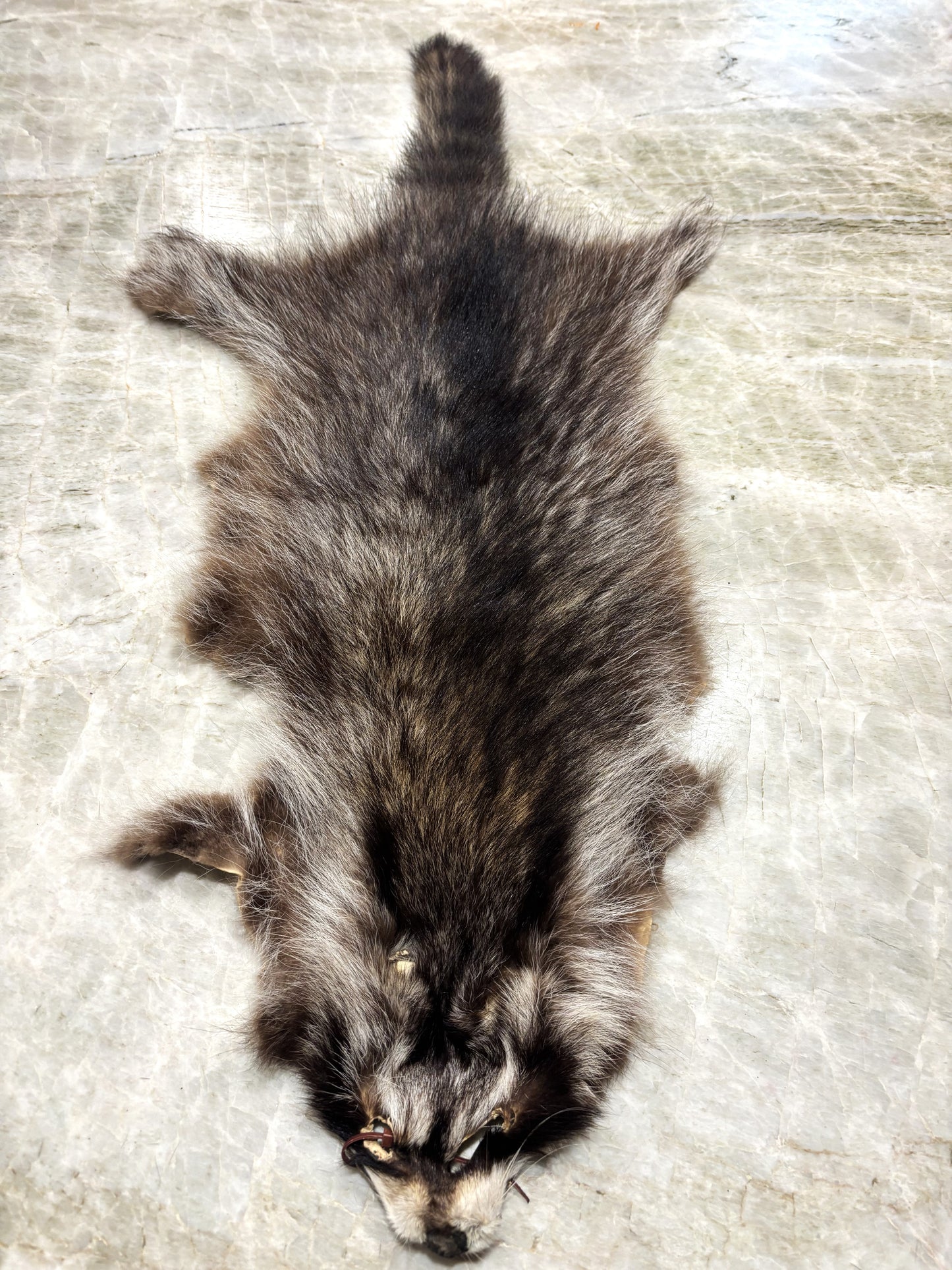 Soft Tanned Raccoon - Small