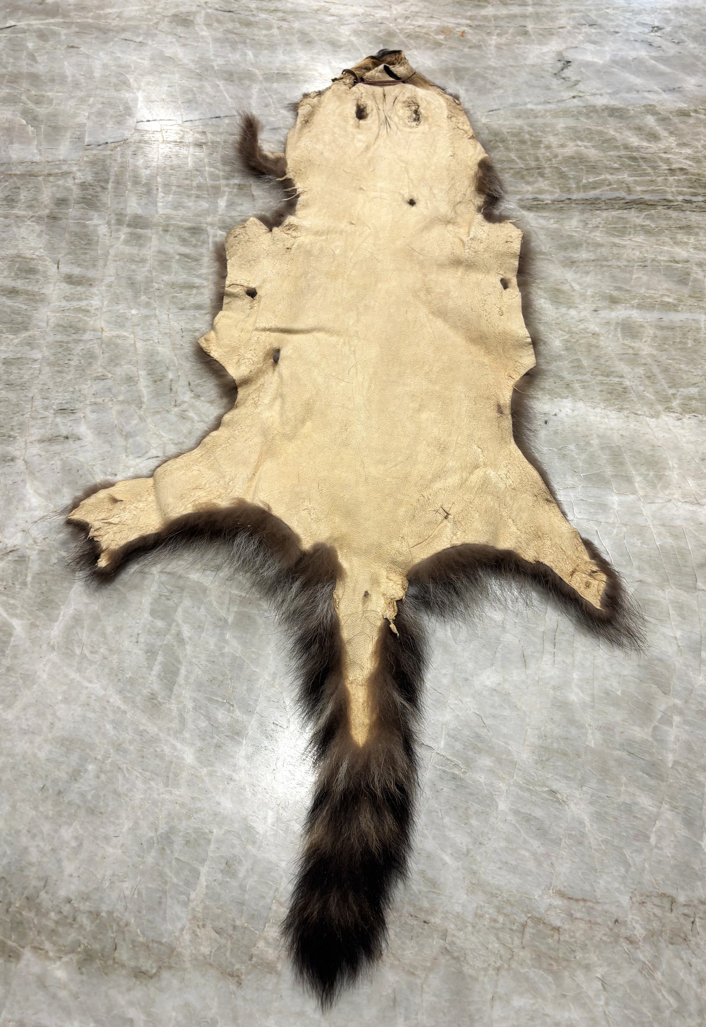 Soft Tanned Raccoon - Small