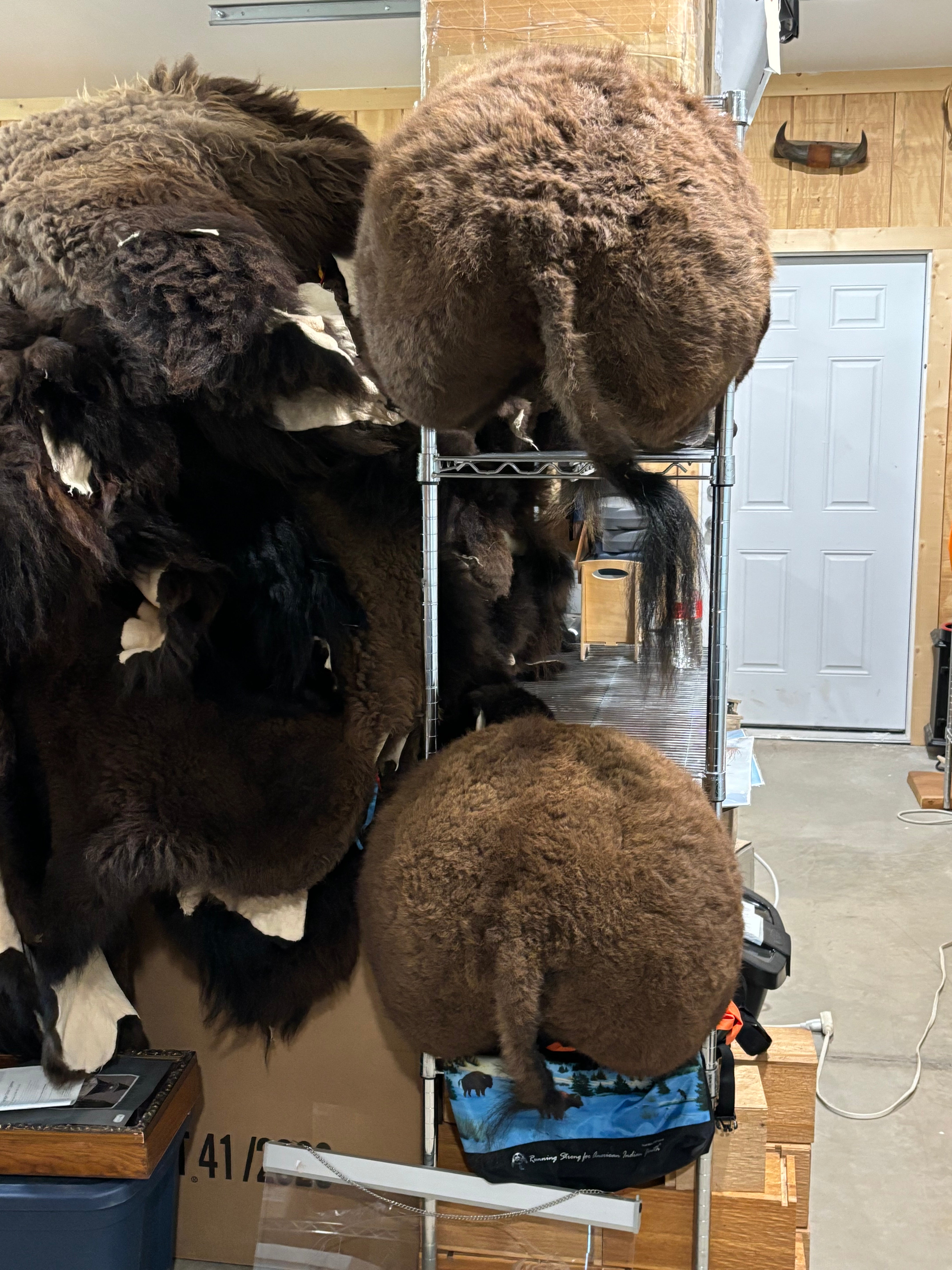 Bison Shoulder Mounts - exceptionally nice!