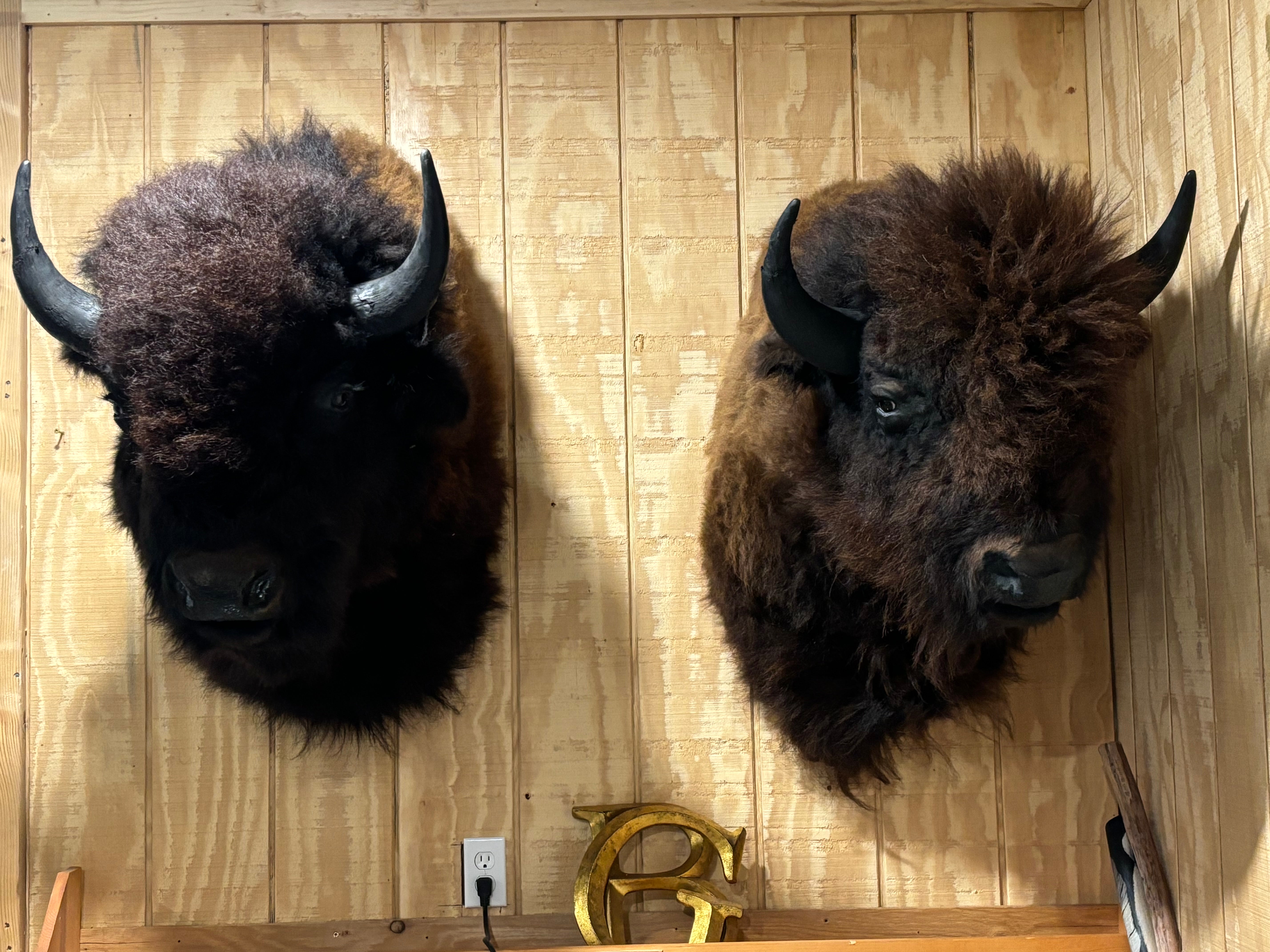 Bison Shoulder Mounts - exceptionally nice!