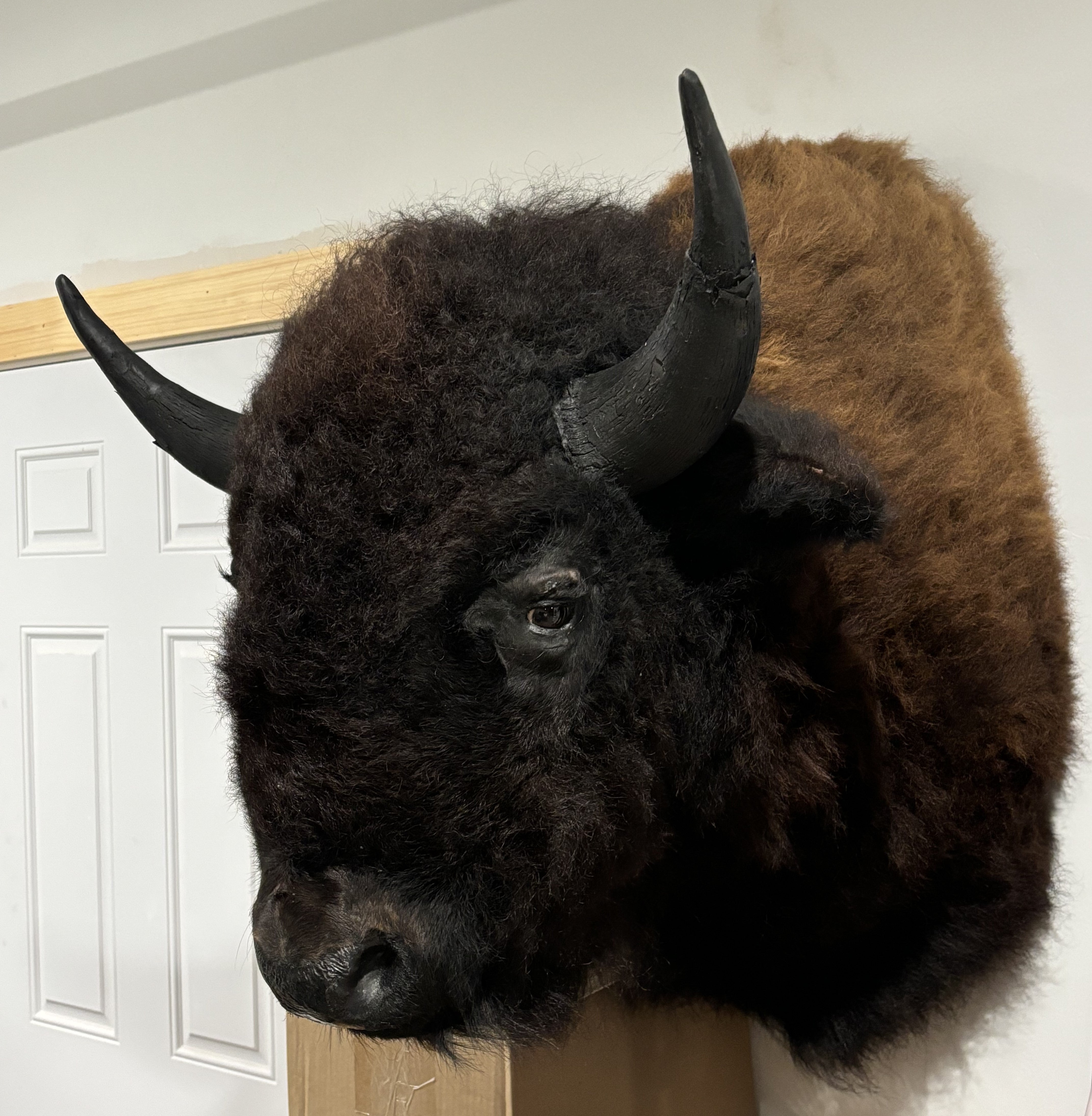 Bison Shoulder Mounts - exceptionally nice!