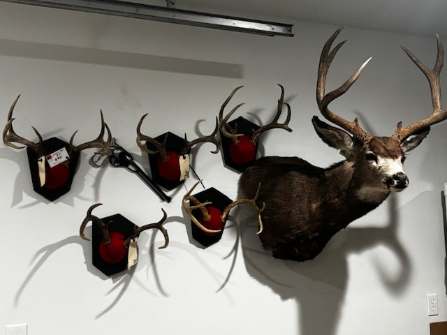 Bison skulls, Longhorn mounts, Elk Mounts, Mule Deer, Rusa Deer, Whitetail rack mounts and more.