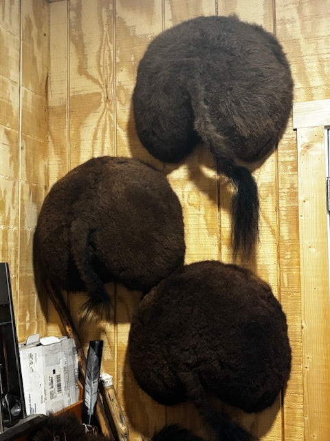 Bison Shoulder Mounts - exceptionally nice!