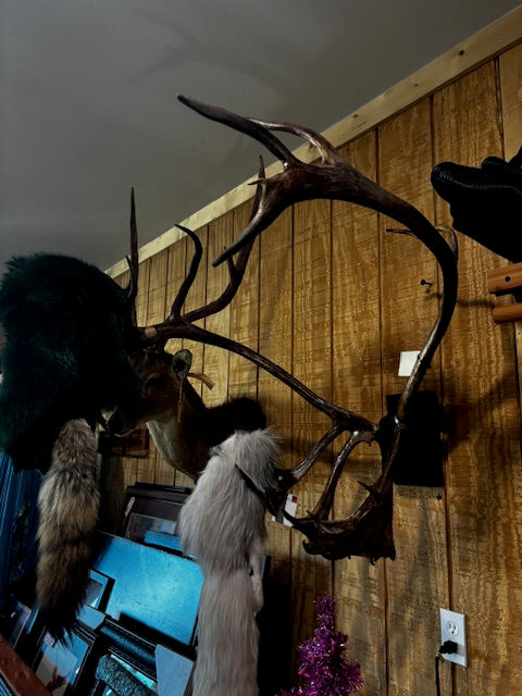 Bison skulls, Longhorn mounts, Elk Mounts, Mule Deer, Rusa Deer, Whitetail rack mounts and more.