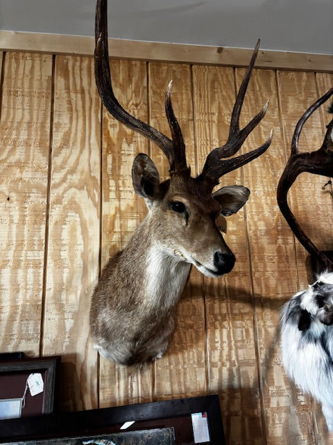 Bison skulls, Longhorn mounts, Elk Mounts, Mule Deer, Rusa Deer, Whitetail rack mounts and more.