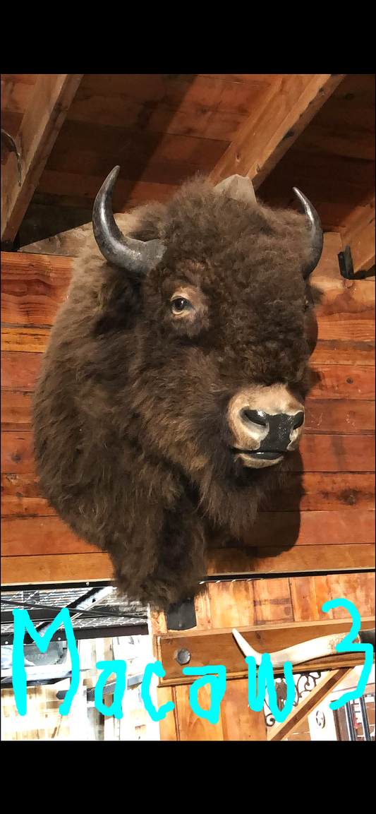 Another Impressive Bison Shoulder Mount
