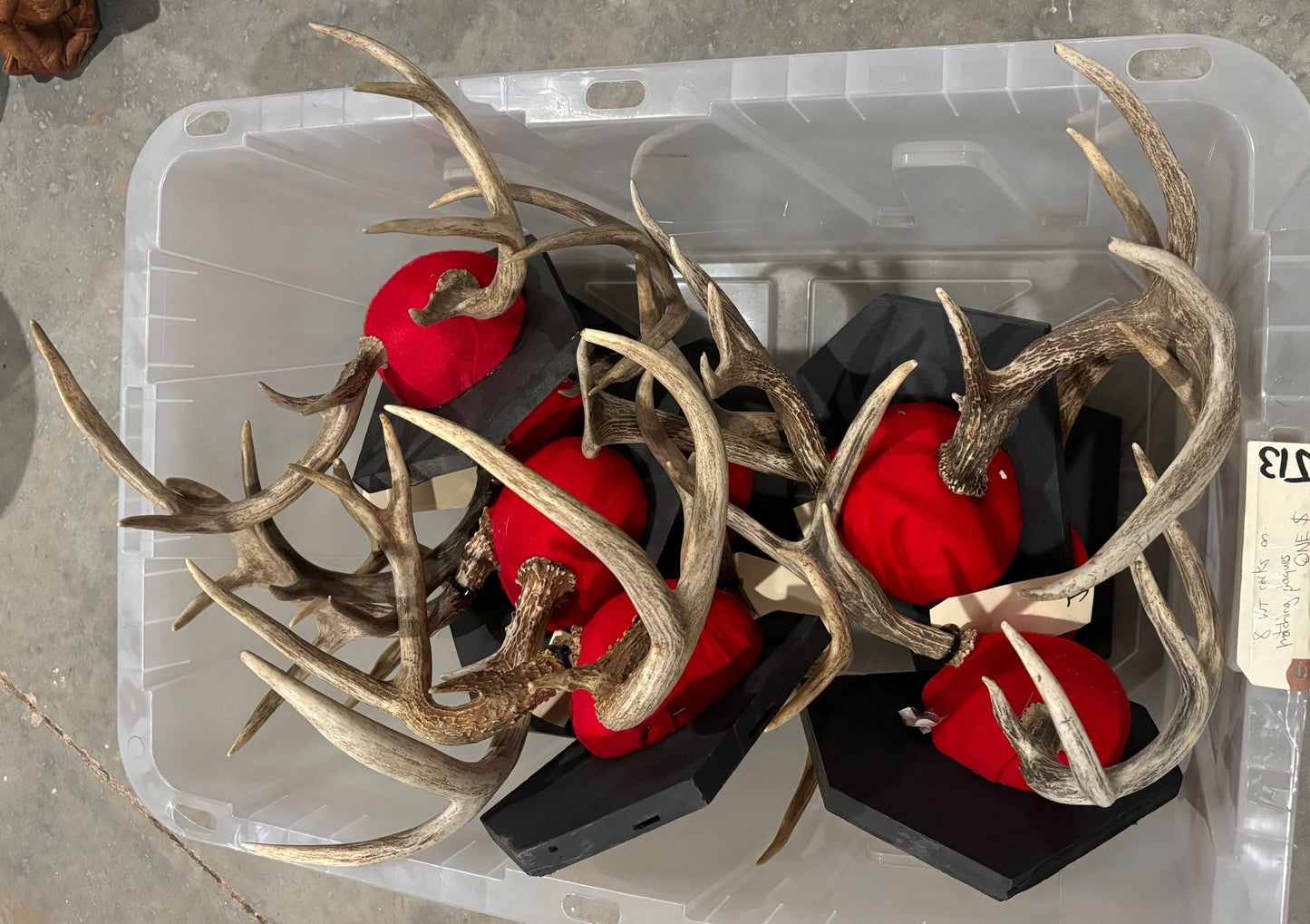 8 whitetail deer antler mount/plaques