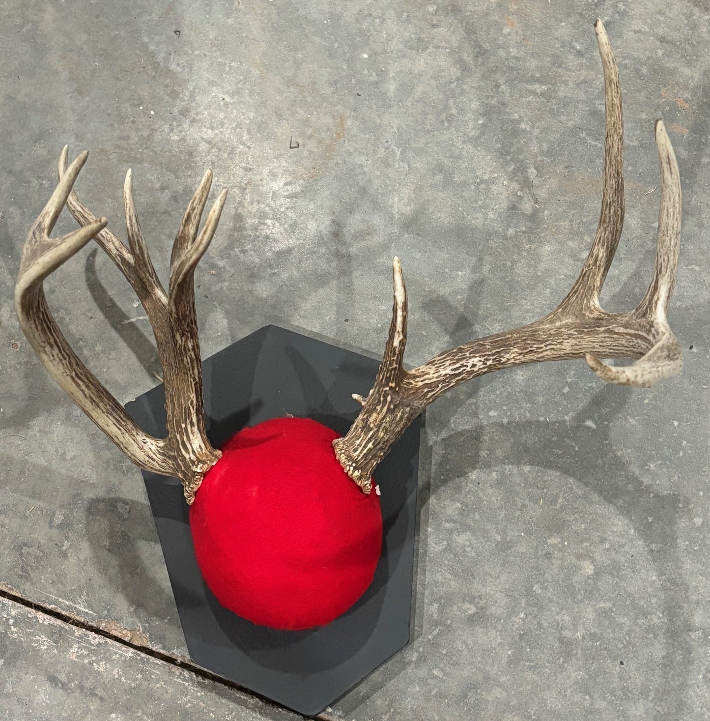 8 whitetail deer antler mount/plaques