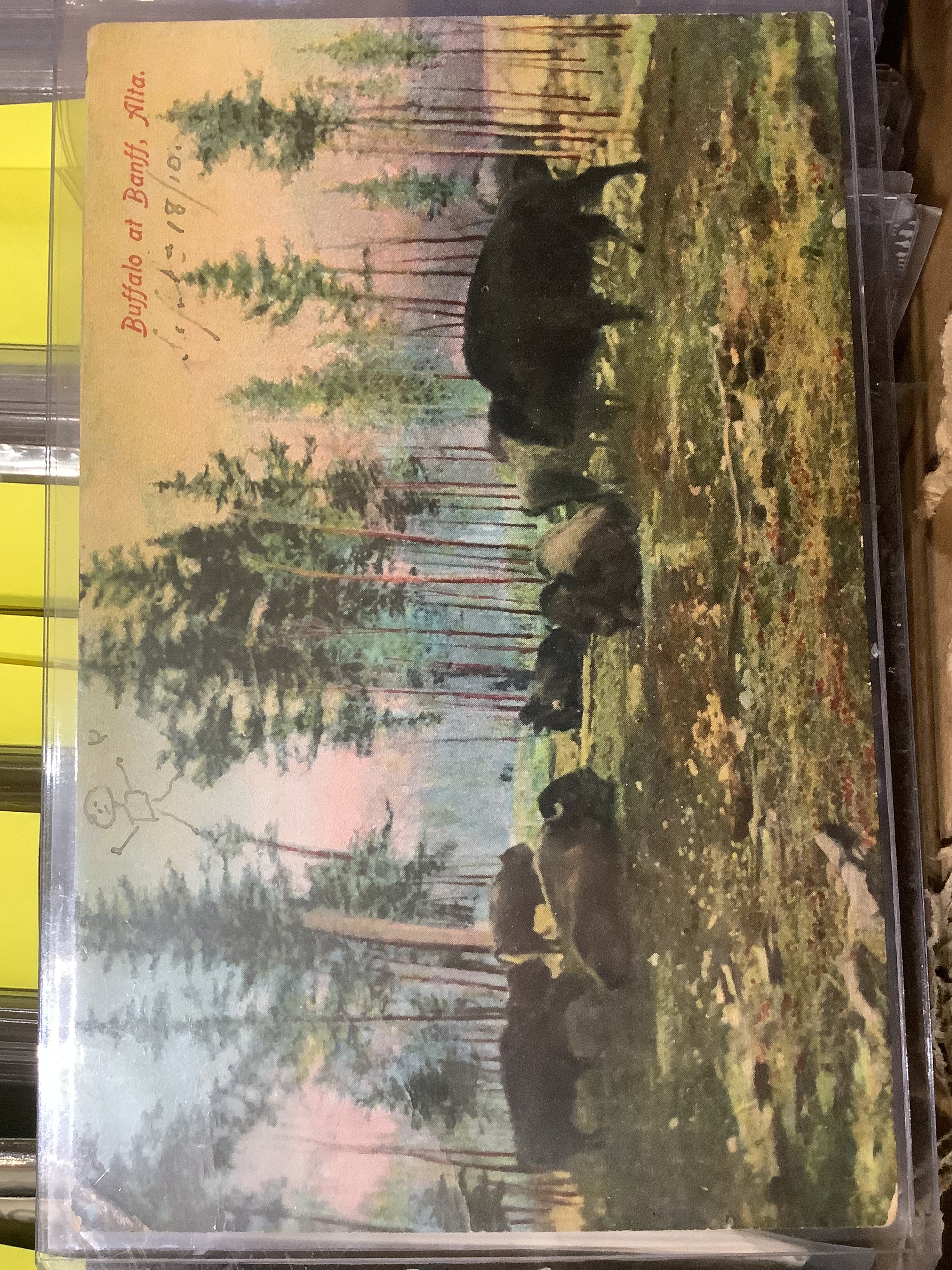 The "Collection - historic bison and bison related postcards