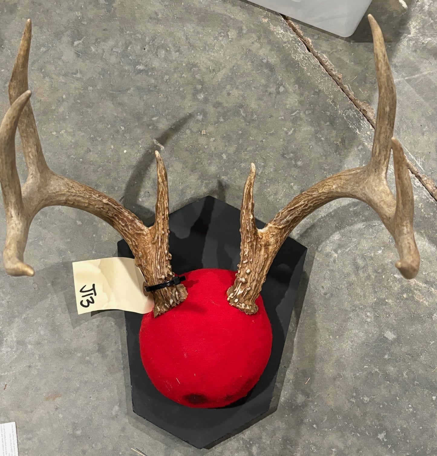 8 whitetail deer antler mount/plaques