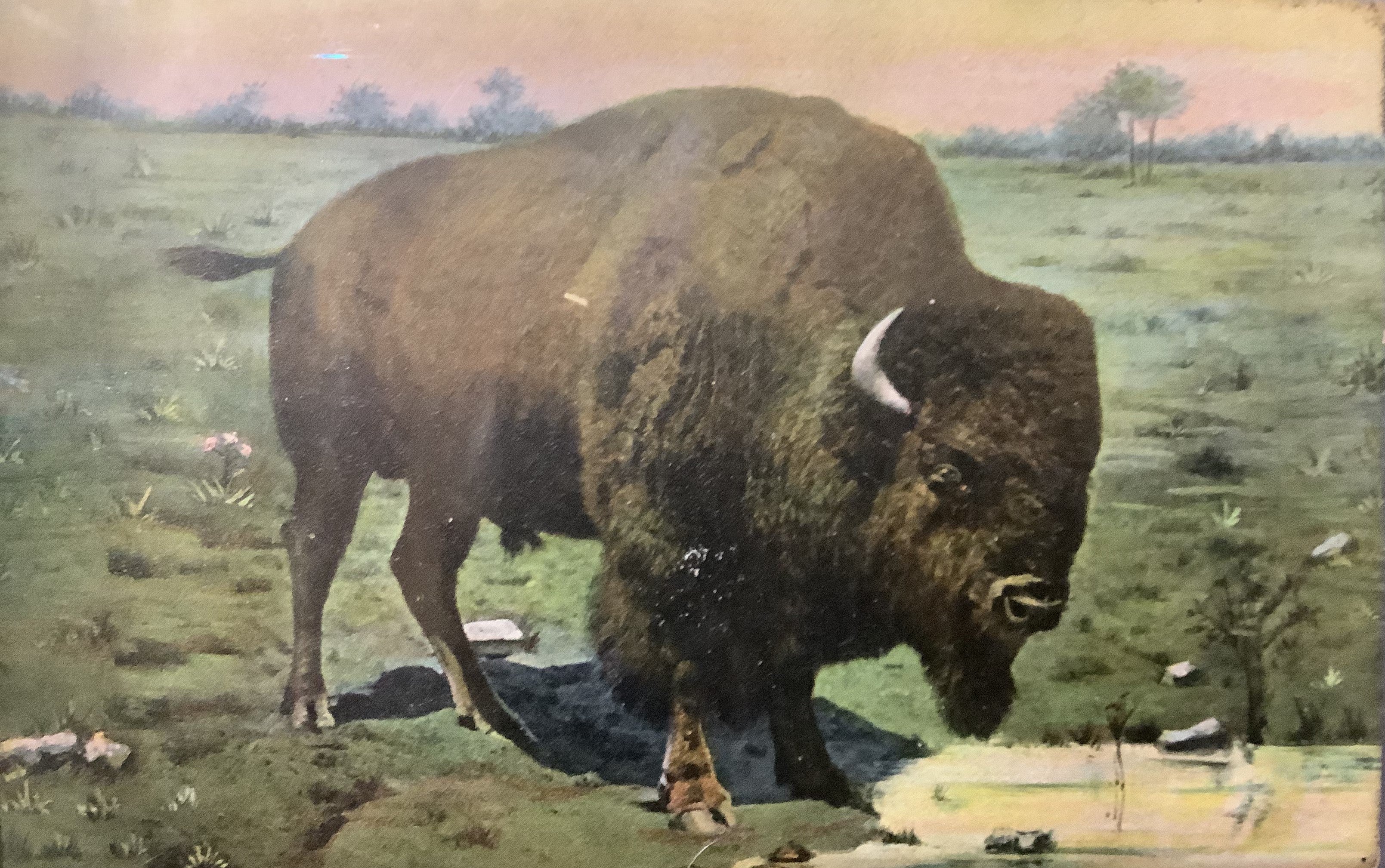 The "Collection - historic bison and bison related postcards