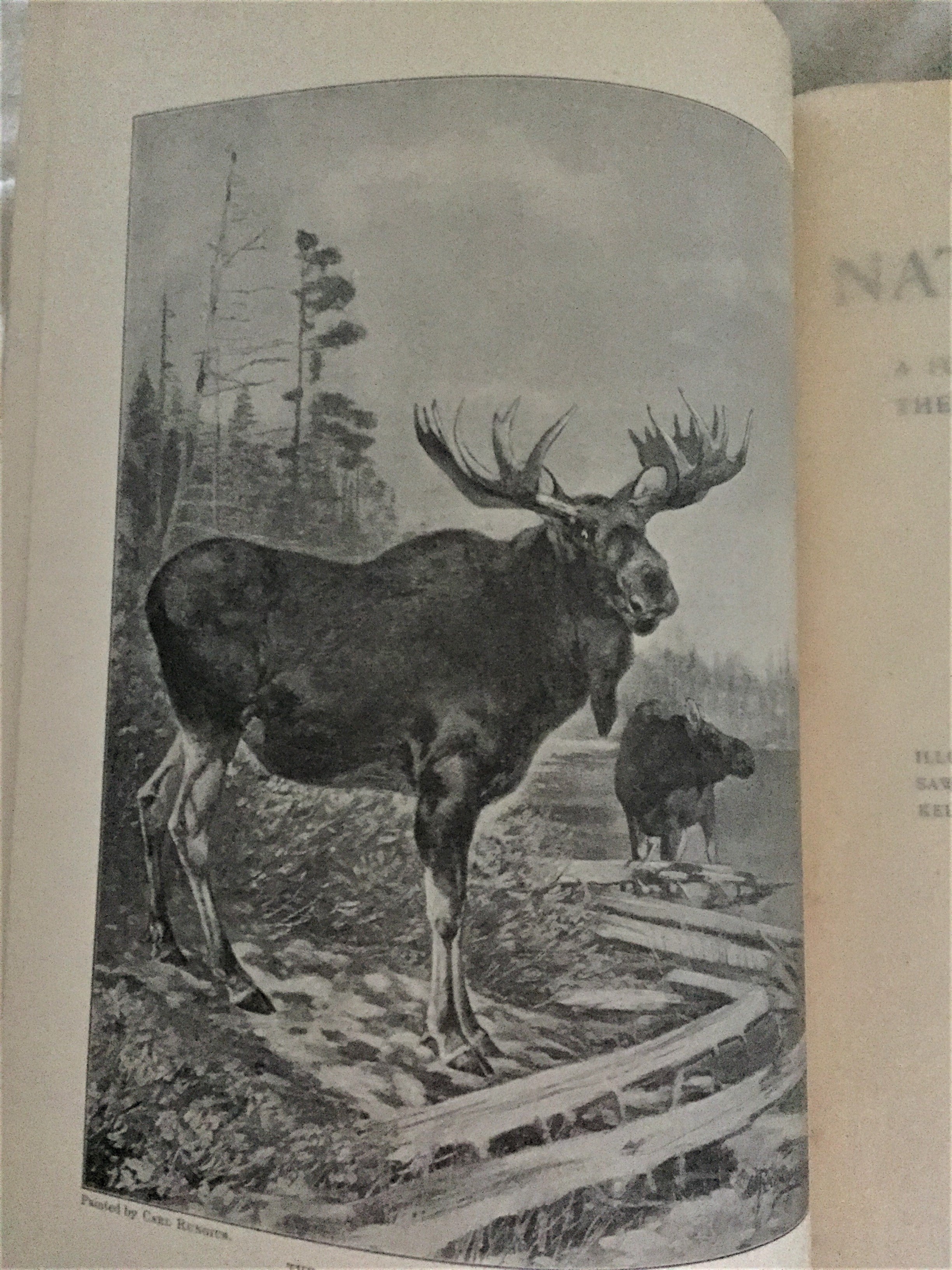 BOOKS - Hornaday's  American Natural History